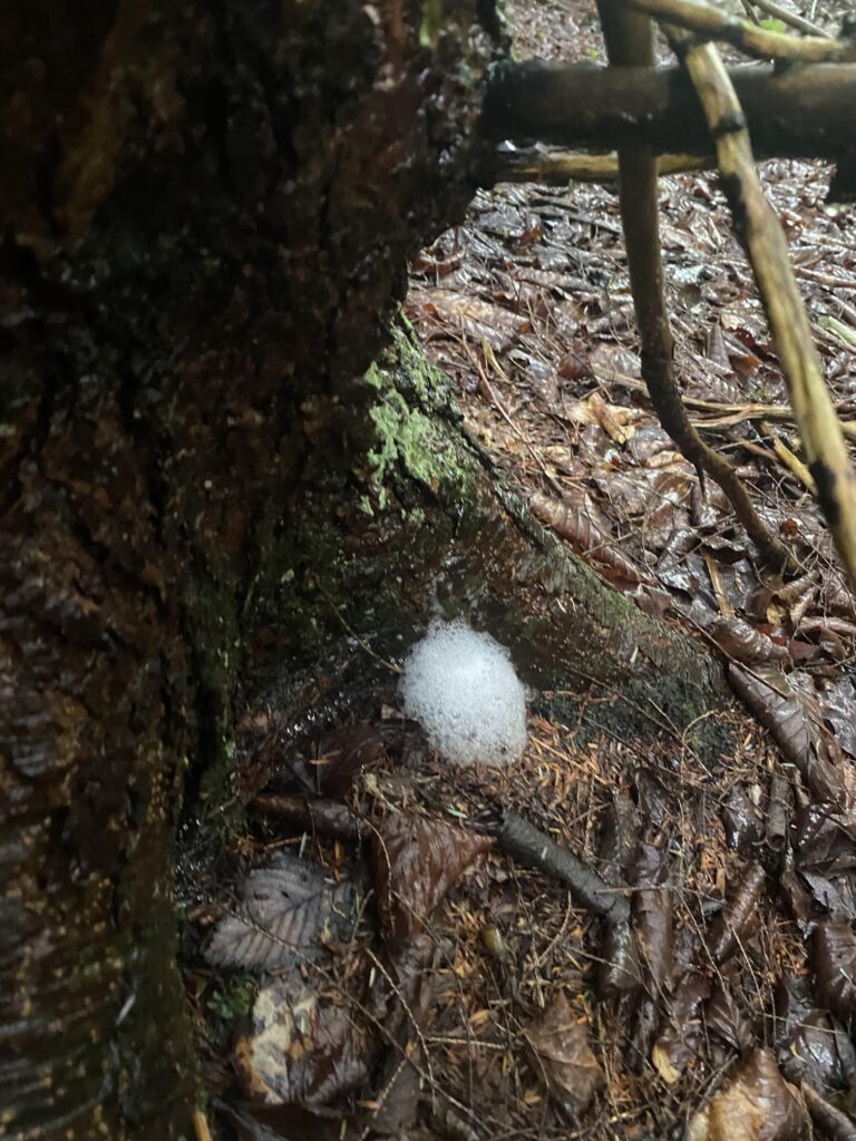 Soapy Trees? Sometimes Trees Need a Shower