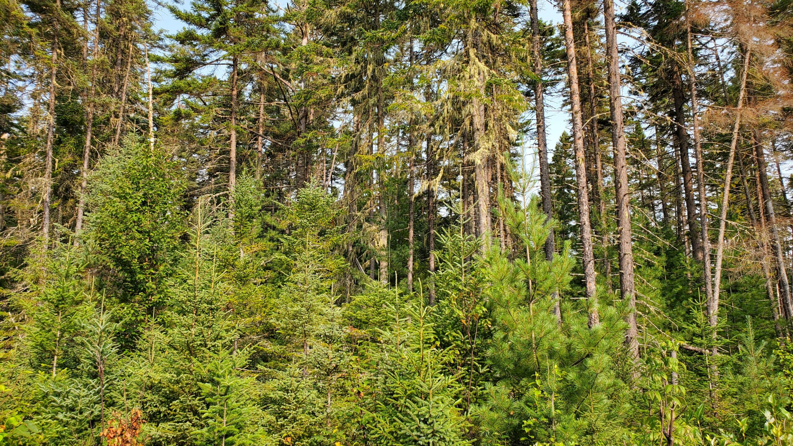 Uneven-aged forest