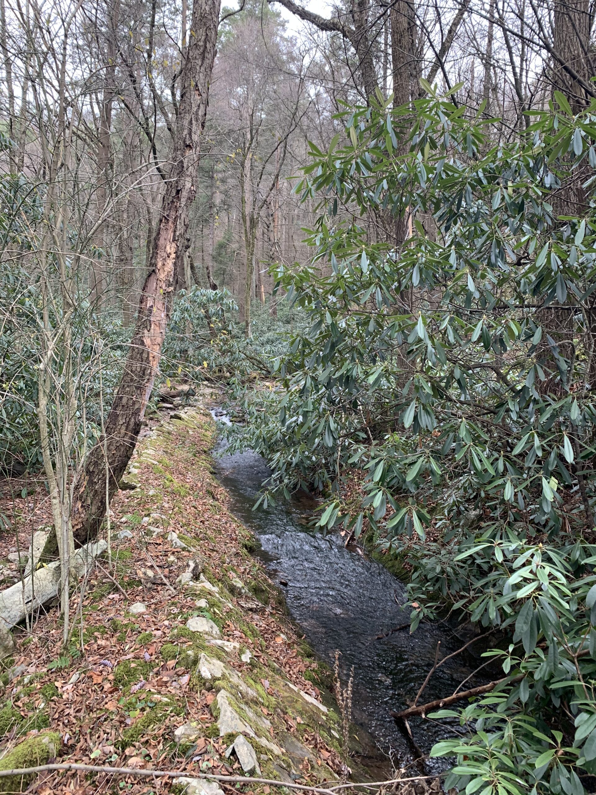 Shingletown Gap Visit 11/29/20 Julia Lindau Phenology Spot