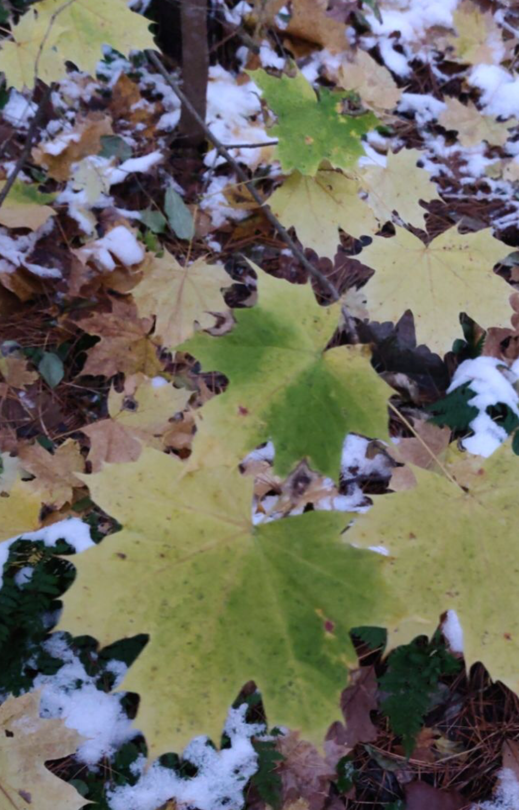 changing-sugar-maple-leaf-centennial-woods-phenology