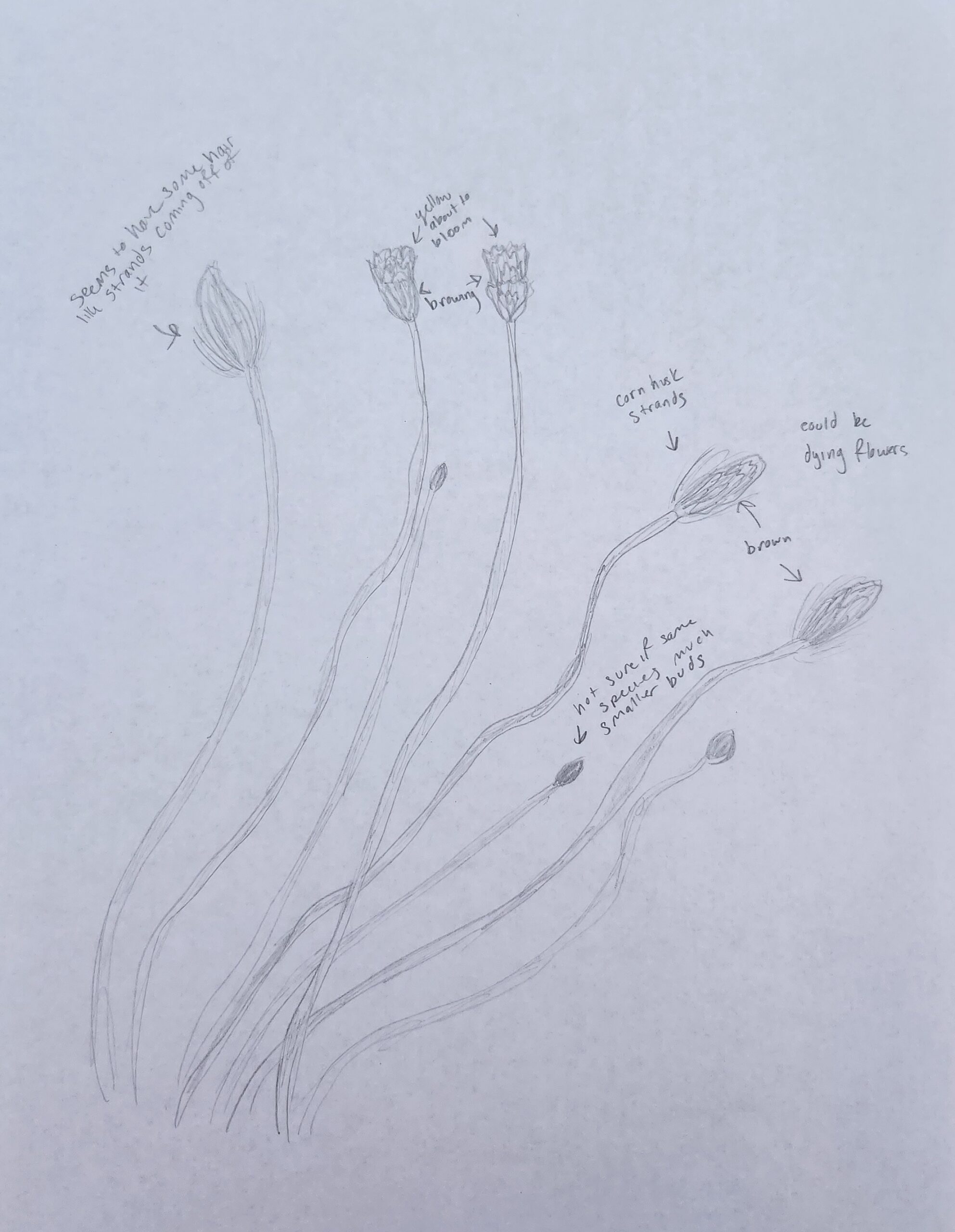 Wonder Blog 2 Wellfleet, MA Wonder Blog Entries Katie Brown