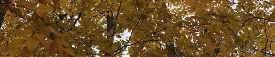 Phenology Blog – Kelly Manley
