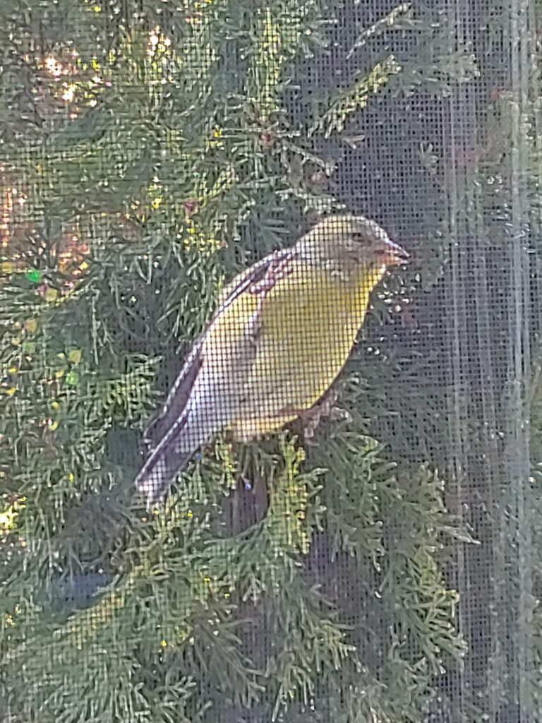 Photo of a bird through a window screen.