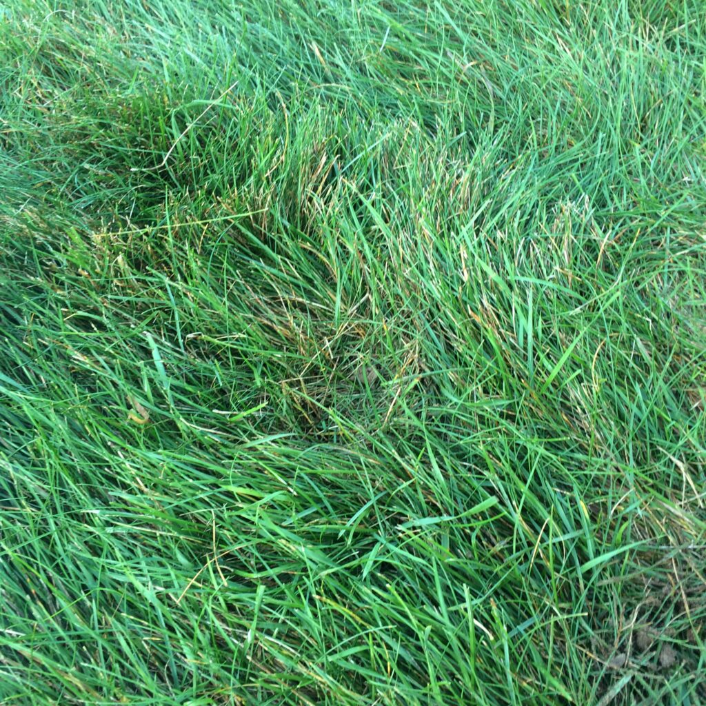 Grass where the triangular soil sample was replaced.