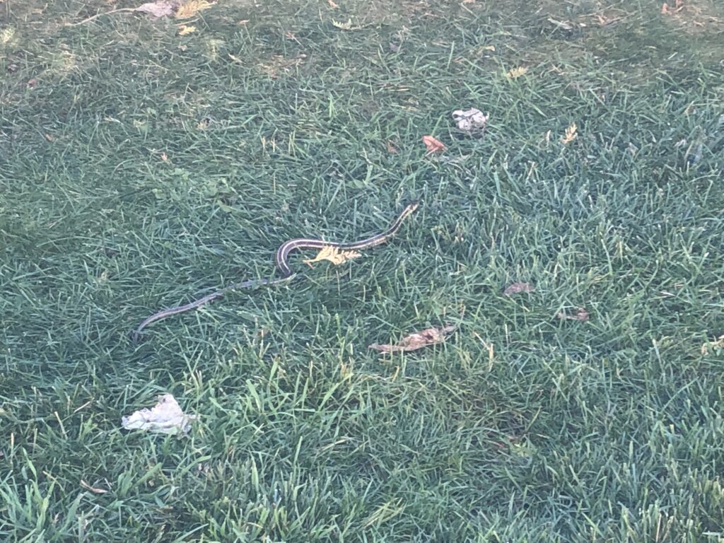 Snake, not hiding in the grass that is cut to 3".