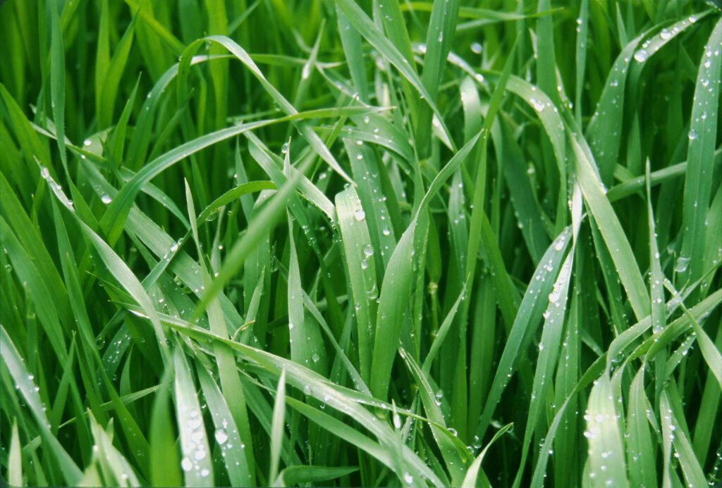 Photo of wet grass from freerangestock.com