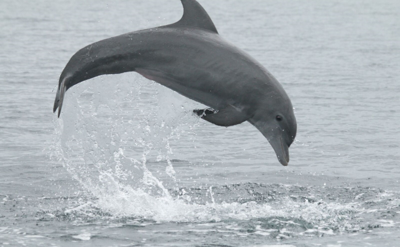 Using natural marks on dolphin dorsal fins to estimate population size