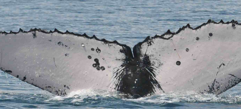 An Update on To Sing or Not to Sing: Humpback Whale Singing Activity in Panamanian Breeding Grounds