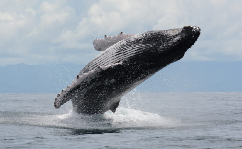 Another update on humpback whale singing activity