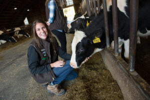 Student with a cow in UVM's dairy barn