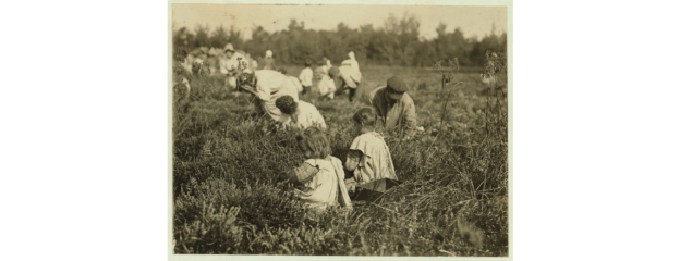 Children picking berries in a field, 1910