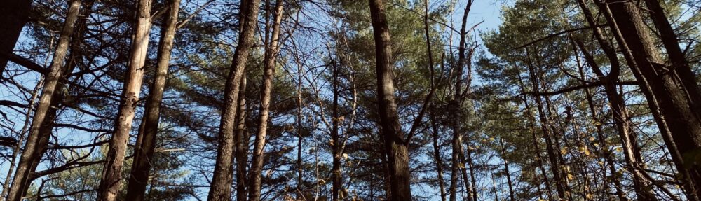 Madi’s Phenology Site: Centennial Woods