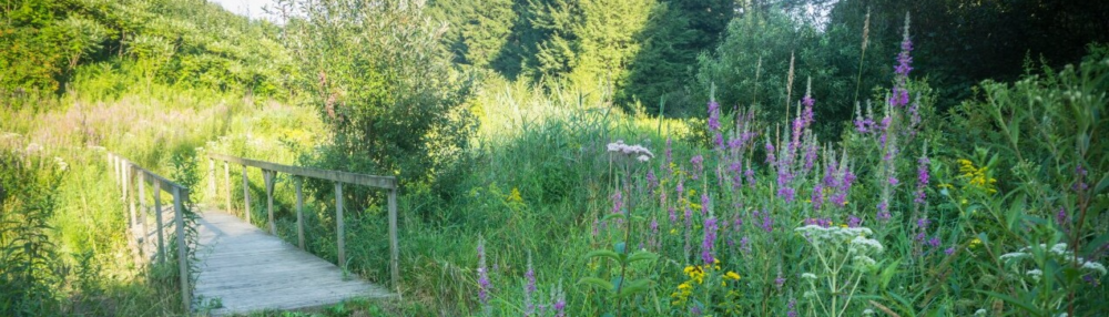 Maeve’s Phenology Blog 