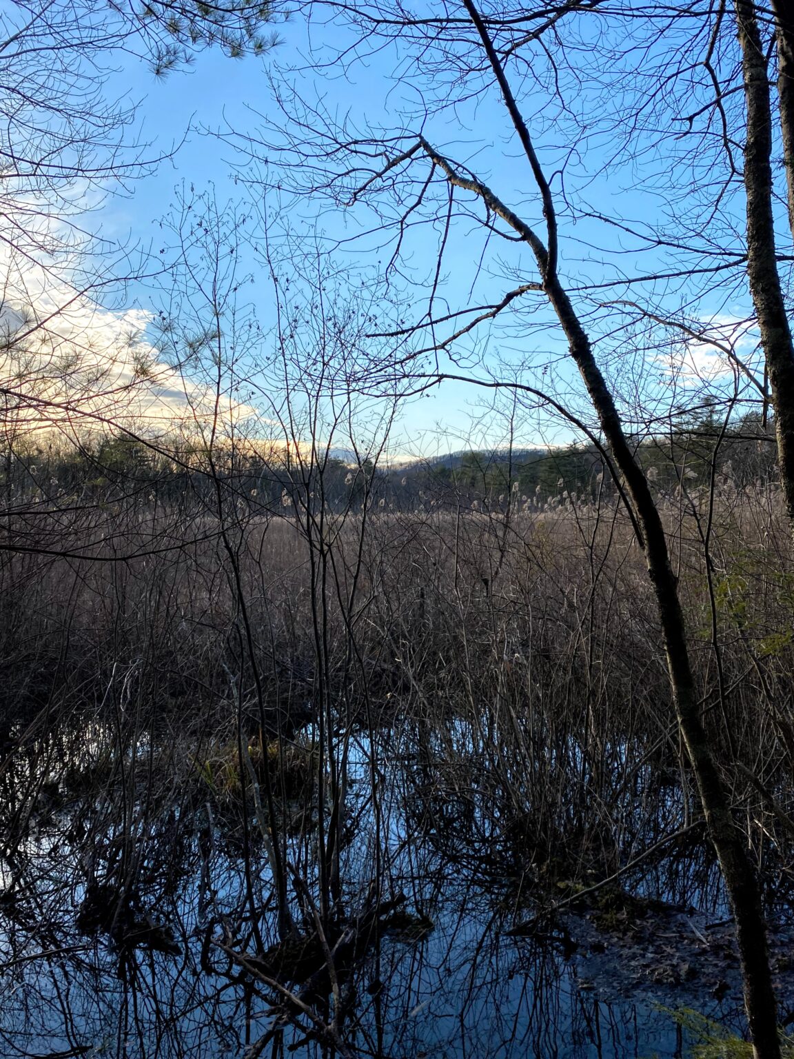 Town Forest Park, Simsbury CT Phenology Project Marissa Phillips