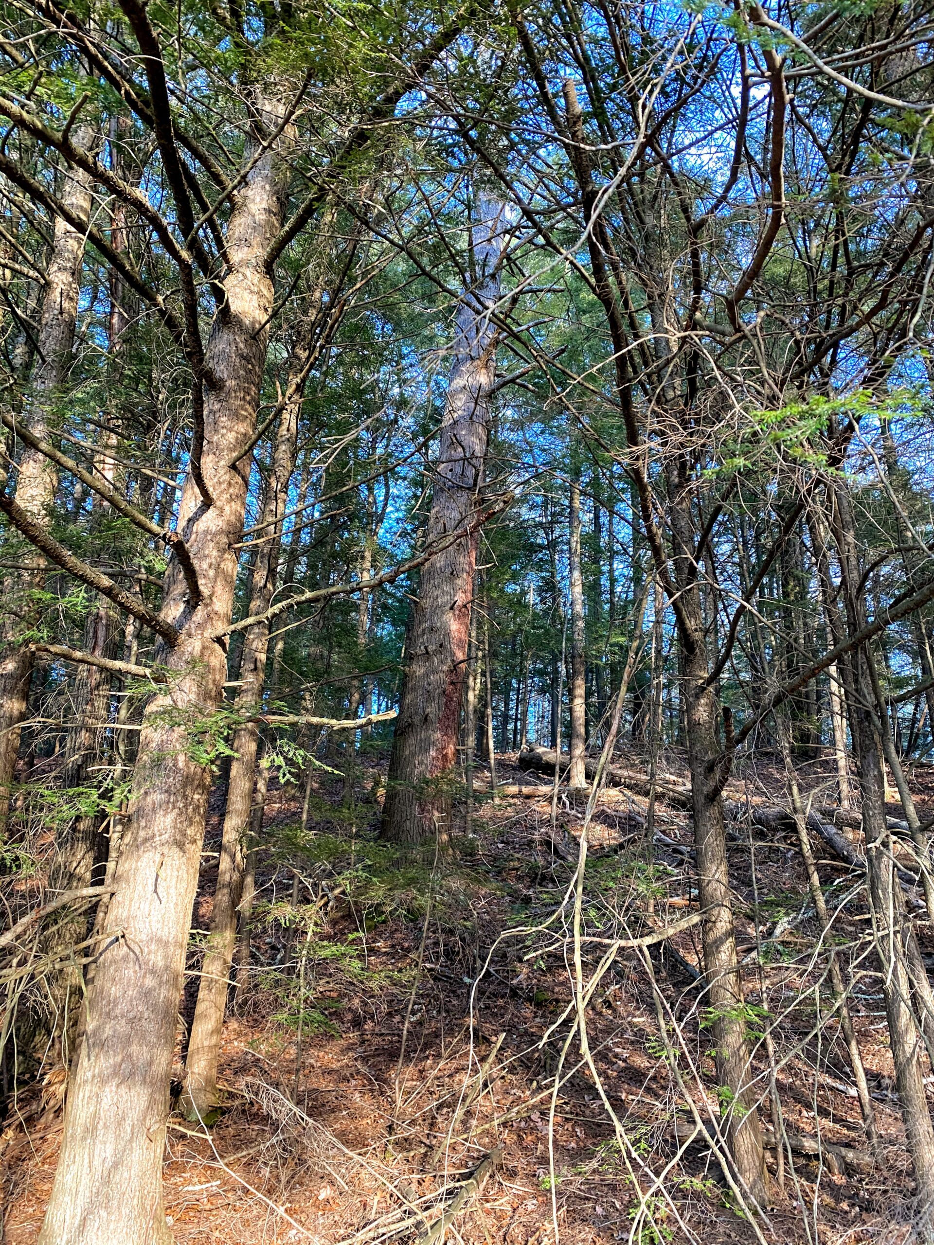 Town Forest Park, Simsbury CT Phenology Project Marissa Phillips