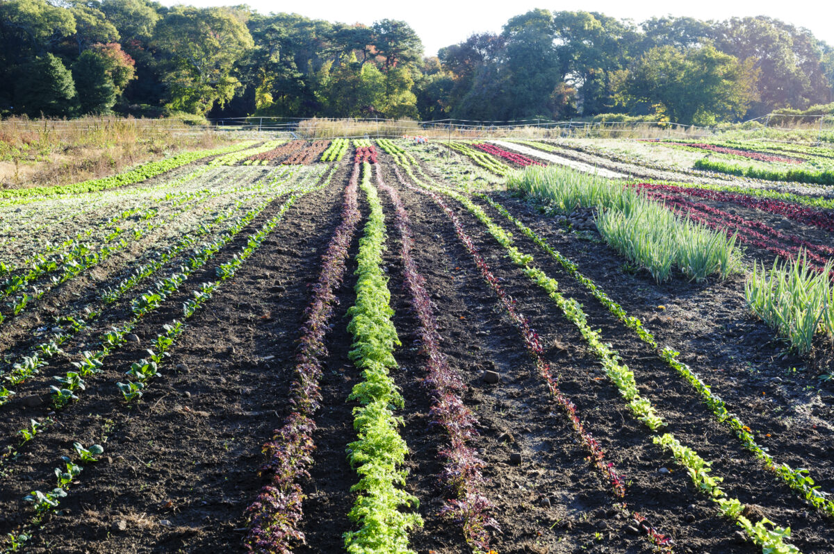 farm field with rows of vegetables