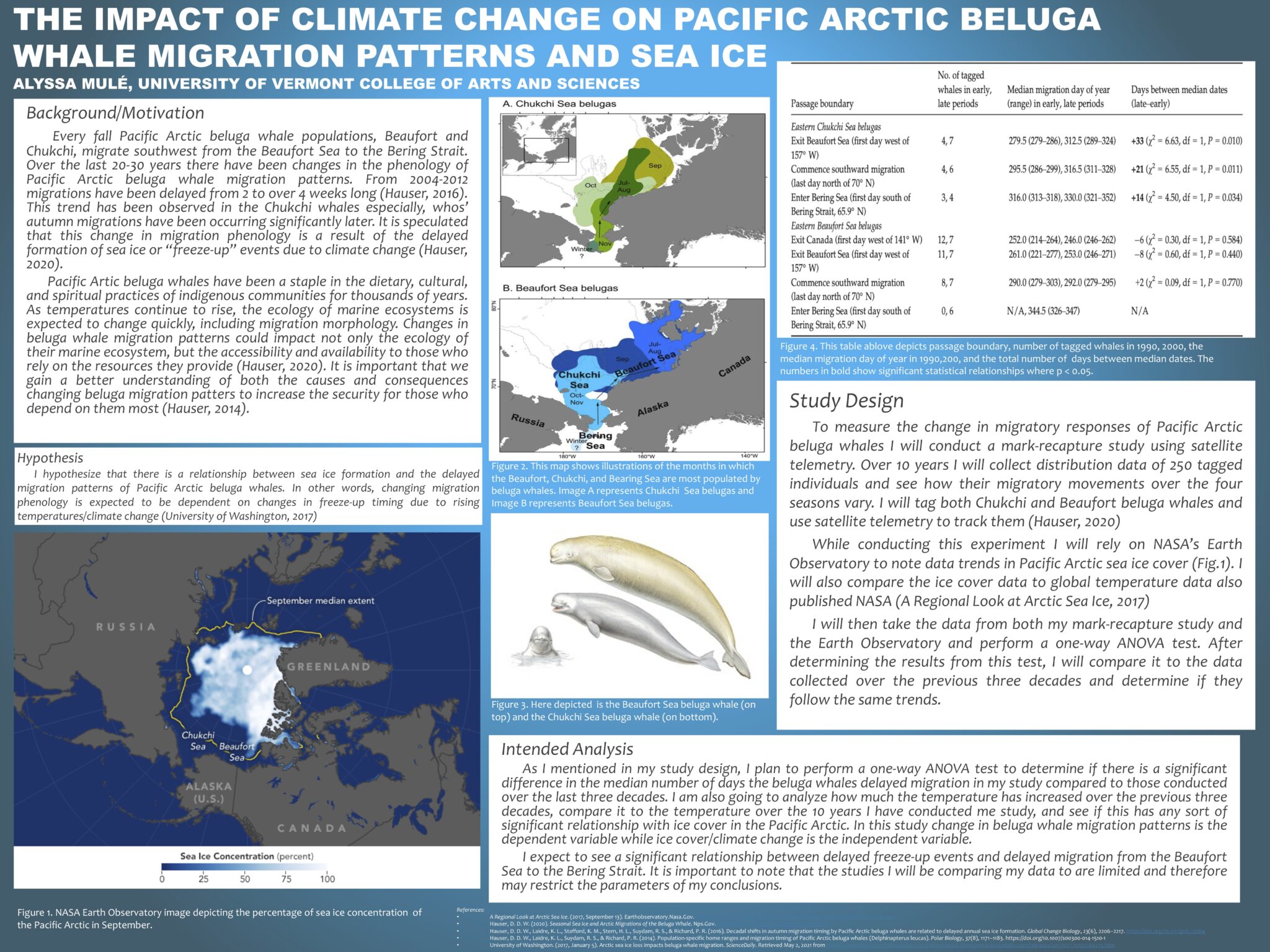 The Impact of Climate Change on Pacific Arctic Beluga Whale Migration