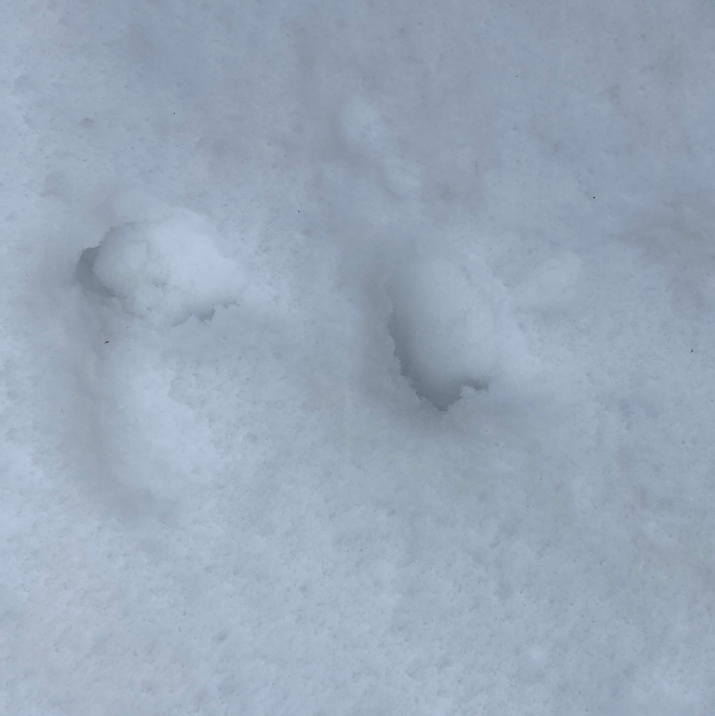 Deer-tracks – My Phenology Spot