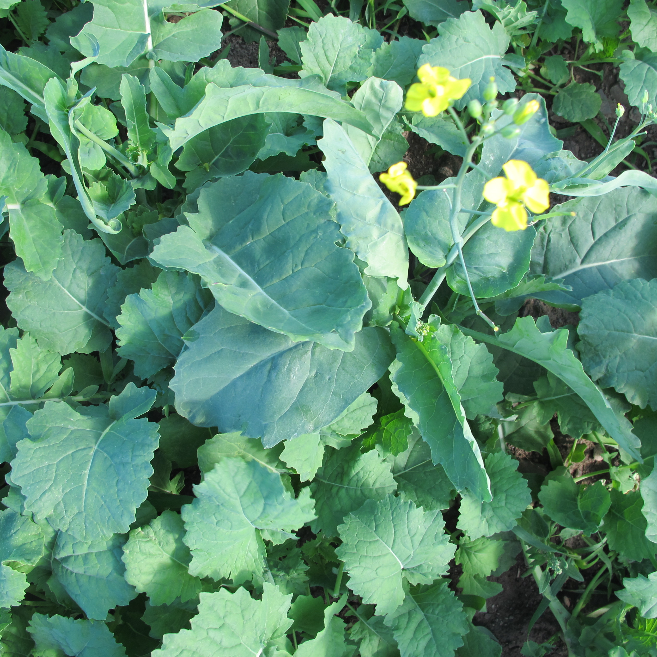 Performance Of Winter Canola Varieties Outcroppings Important Crop