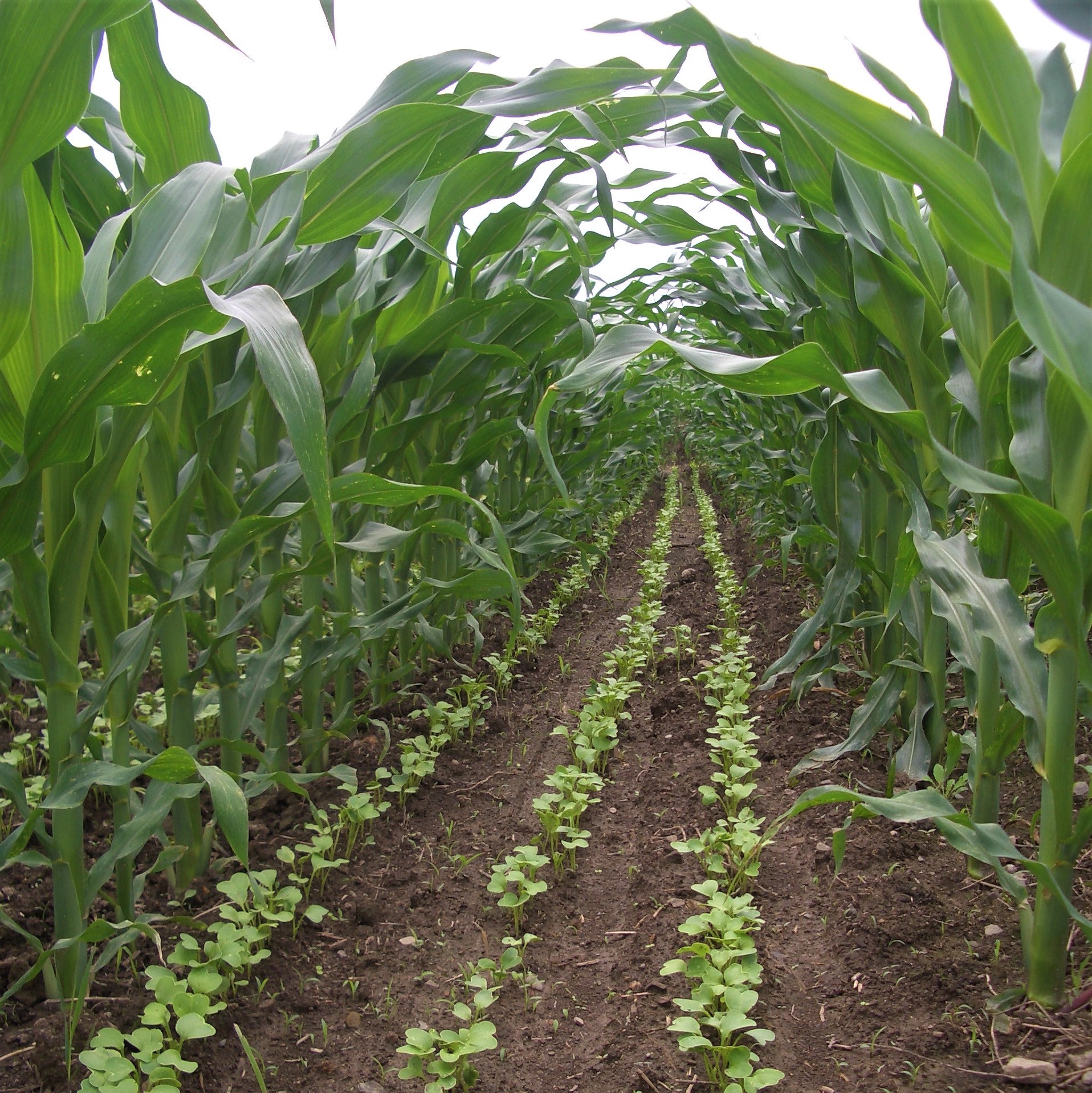 2023 NoTill and Cover Crop Conference Out Croppings Important crop