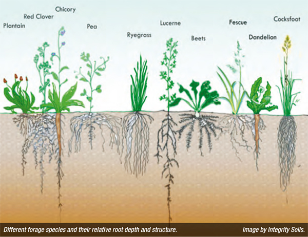 Herb Root Depth Chart