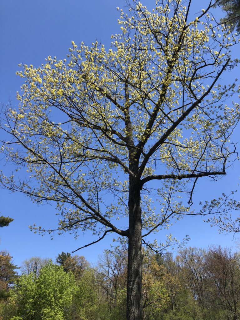 American Basswood - Branch Out Burlington!