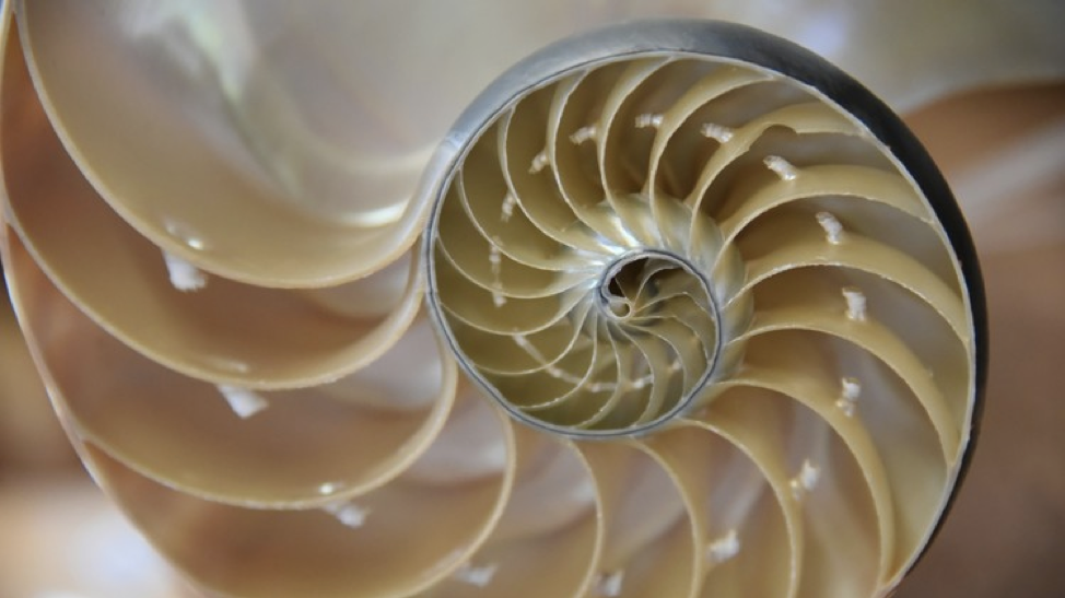 Biomimicry: Learning from Nature’s Innovation – The Sustainable ...