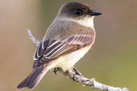 Eastern Phoebe