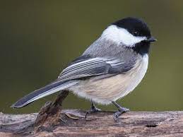 Black-capped Chickadee Identification, All About Birds, Cornell Lab of  Ornithology