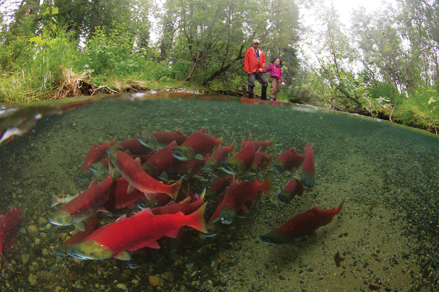 The Great Salmon Migration A Wildlife Tourism Inventory