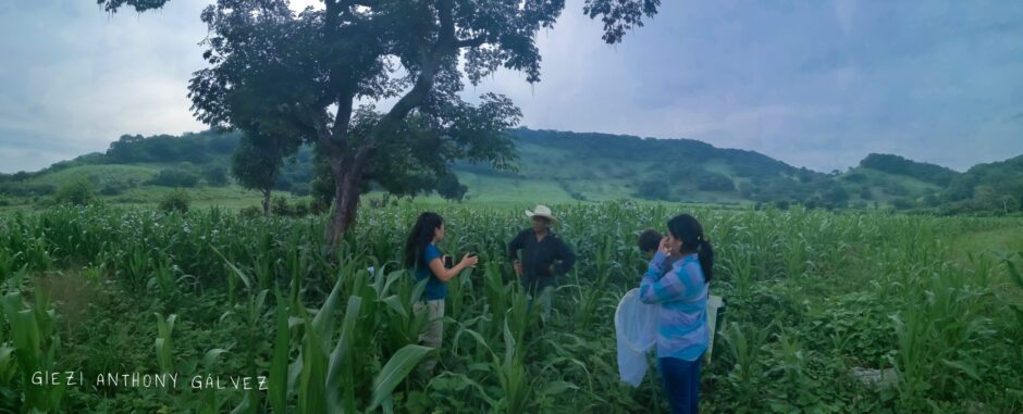 Insect Agroecology and Evolution Lab
